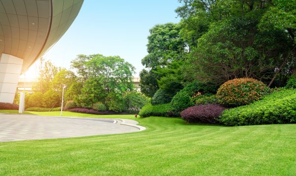 Commercial Shrub Trimming in Niles