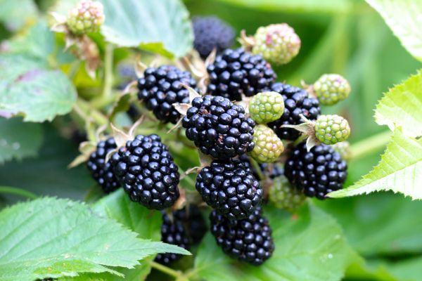 Blackberry Bush Removal in Niles