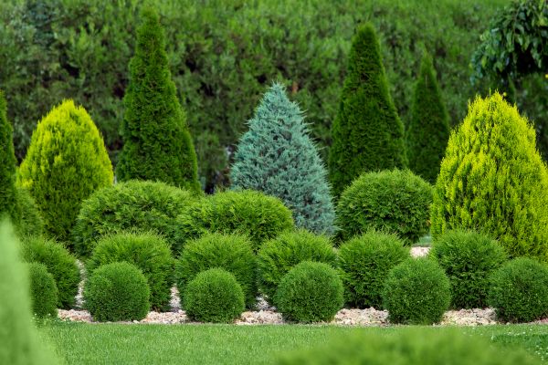 Bush Shaping Service in Niles