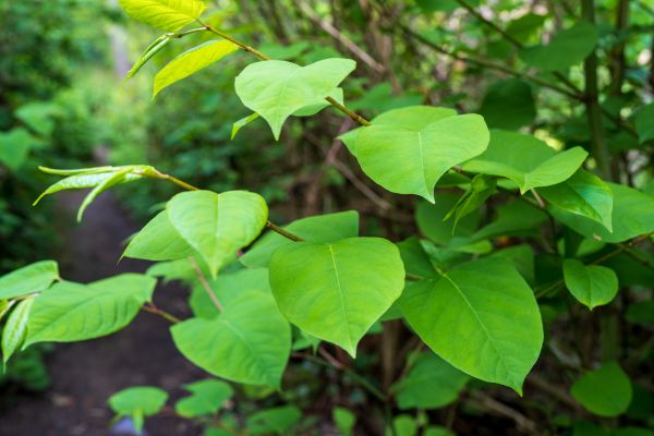 Invasive Plant Removal