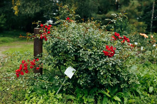 Rose Bush Removal Service