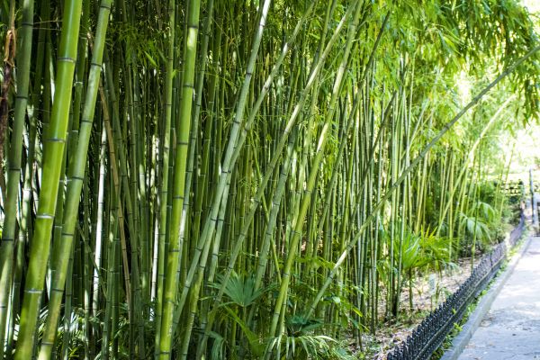 Bamboo Root Removal in Niles