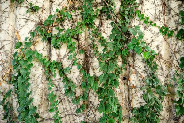 Vine Removal Service in Niles
