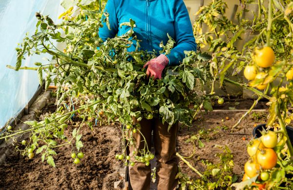 Garden Plant Removal in Niles