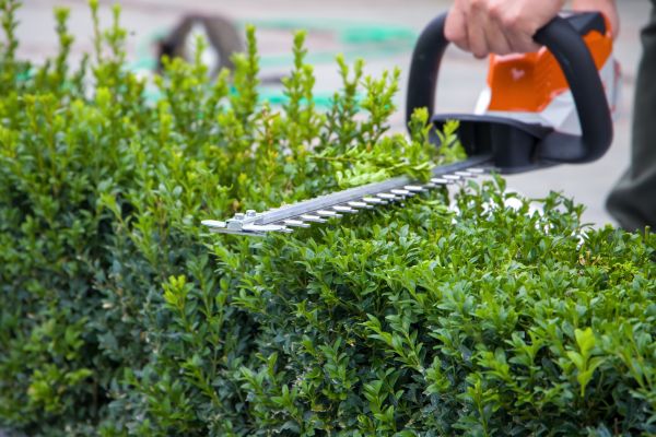 Hedge Shearing in Niles