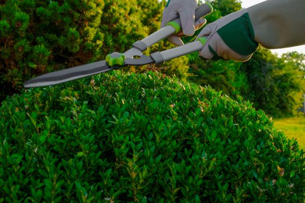 Topiary Shearing in Niles