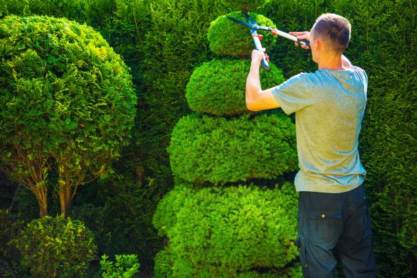 Topiary Shaping Service