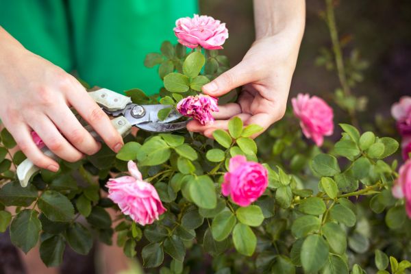 Rose Shearing in Niles