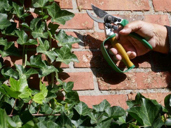 Ivy Removal Service in Niles