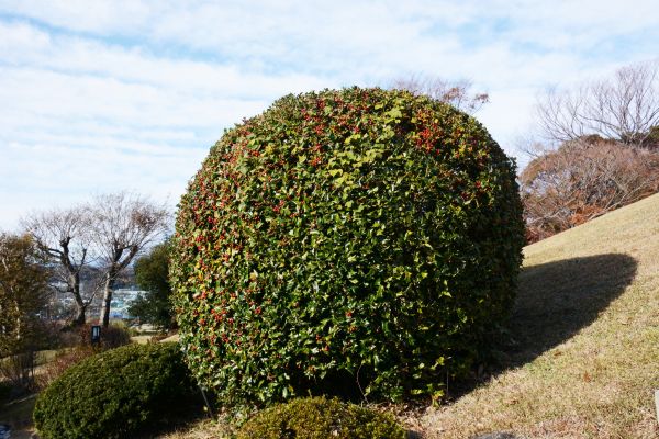 Holly Trimming Service