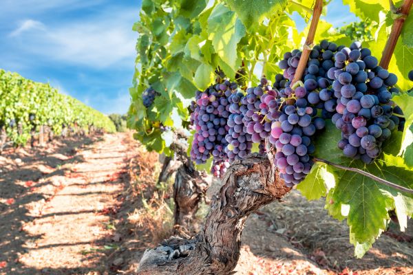 Grapevine Pruning in Niles