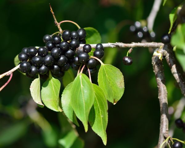 Buckthorn Removal in Niles