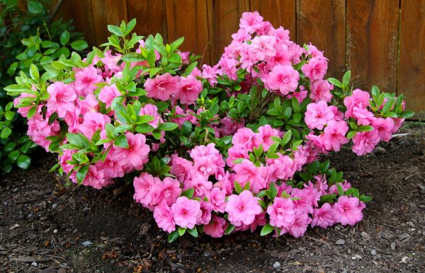 Azaleas Removal in Niles