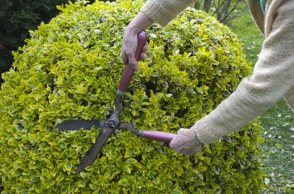 Shrubbery Maintenance