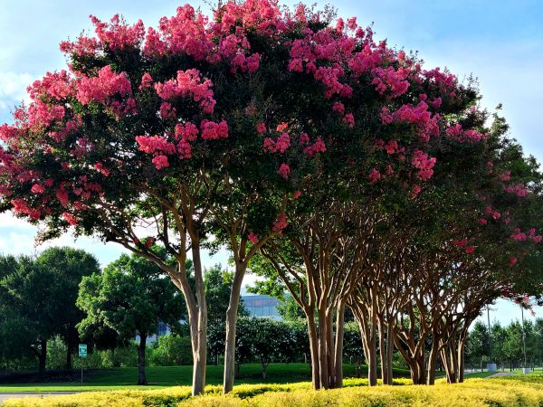 Crepe Myrtle Pruning Service