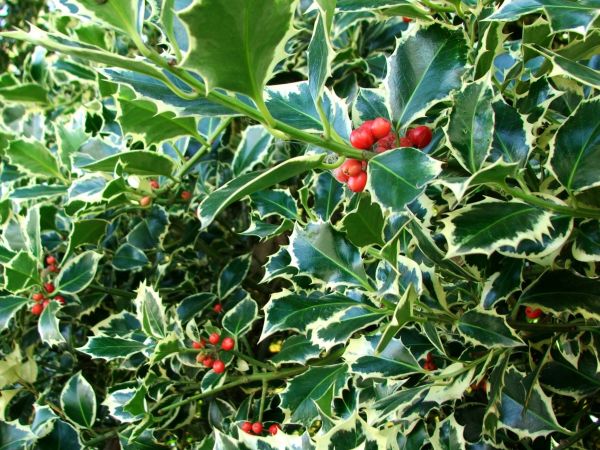 Holly Bushes Trimming in Niles