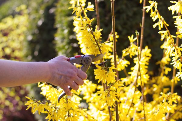 Forsythia Pruning in Niles