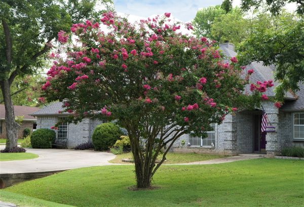 Crepe Myrtle Trimming in Niles