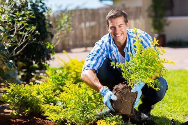 Shrub Relocation