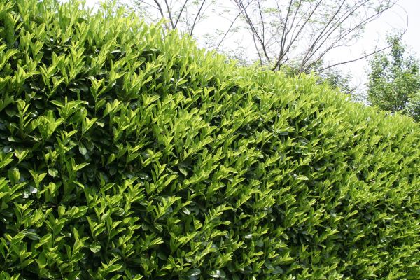 Laurel Shrub Removal in Niles