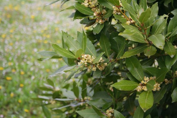 Laurel Trimming in Niles