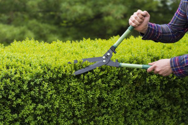 Evergreen Shrub Pruning in Niles