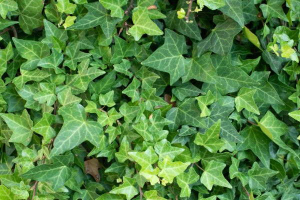 Ivy Control