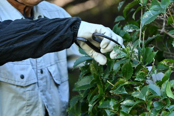Holly Pruning in Niles