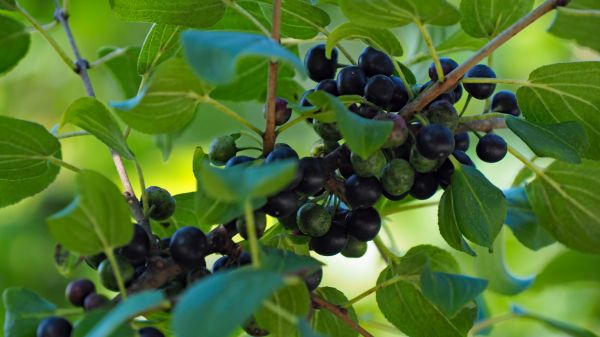 Buckthorn Control