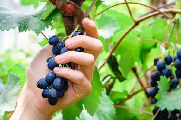 Vineyard Pruning Service