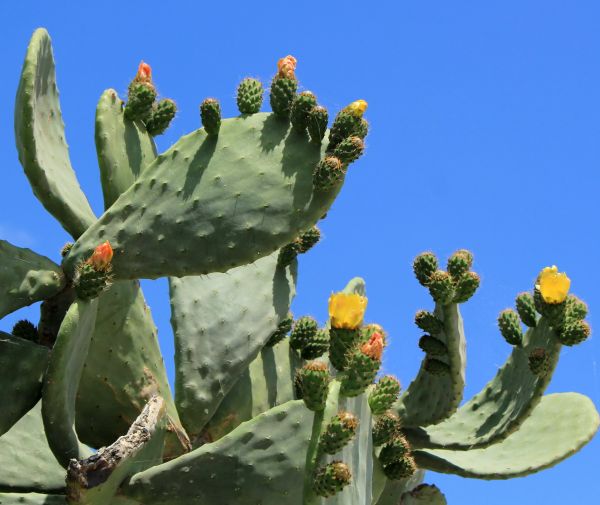 Cactus Removal in Niles