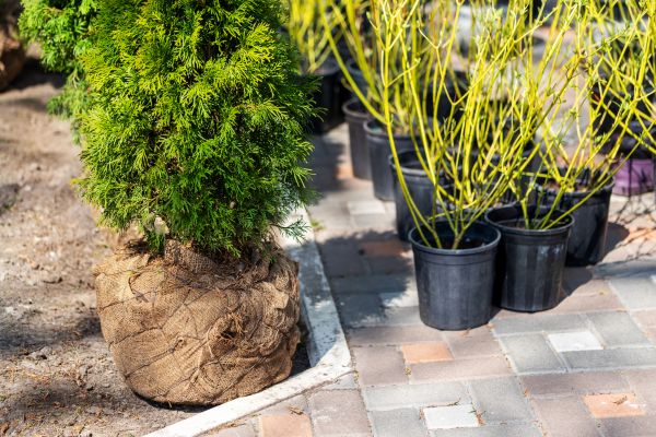 Shrub Moving