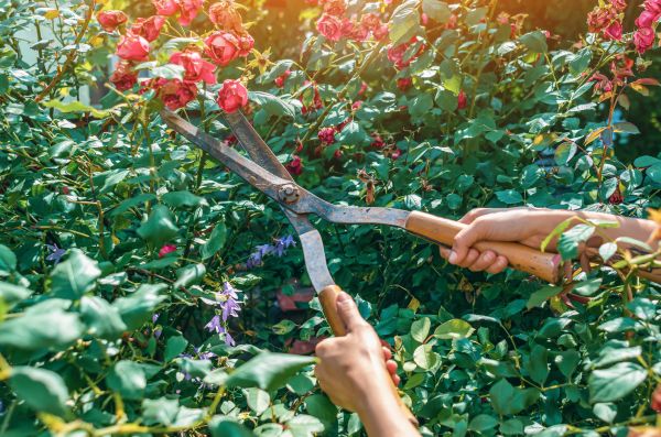 Knockout Roses Pruning in Niles