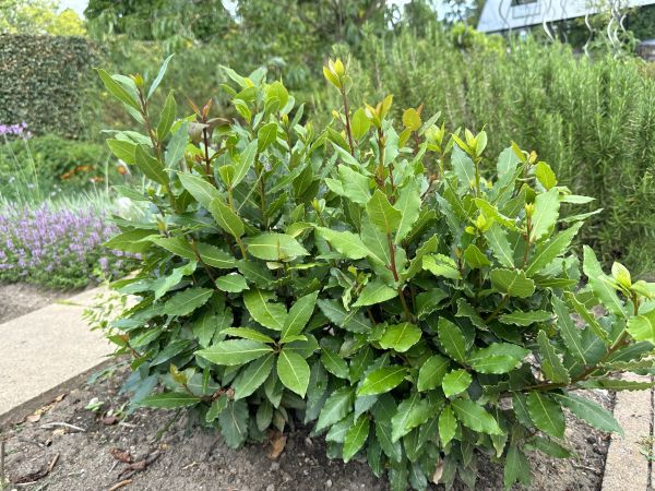 Laurel Hedge Trimming Service