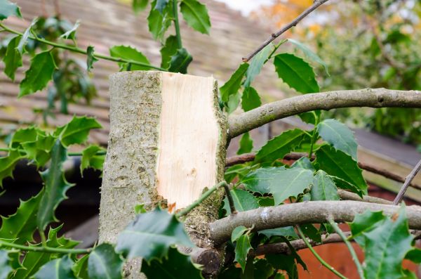 Holly Tree Removal in Niles