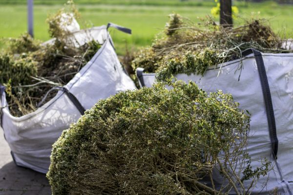 Deceased Shrub Removal