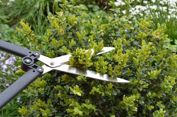 Boxwood Trimming in Niles