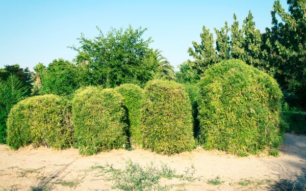 Bamboo Hedge Removal Service