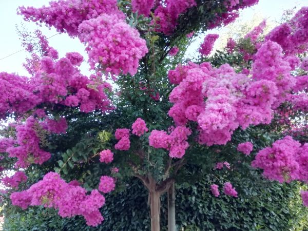 Crape Myrtle Pruning in Niles
