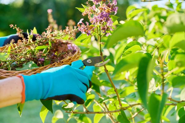 Lilac Trimming Service in Niles