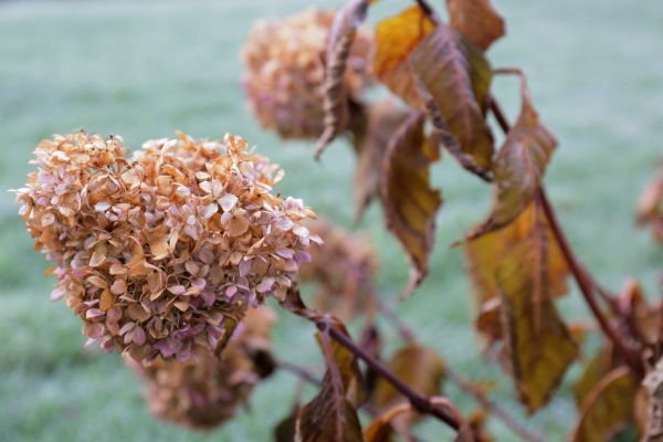 Hydrangea Removal in Niles