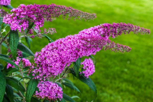 Butterfly Bush Removal in Niles