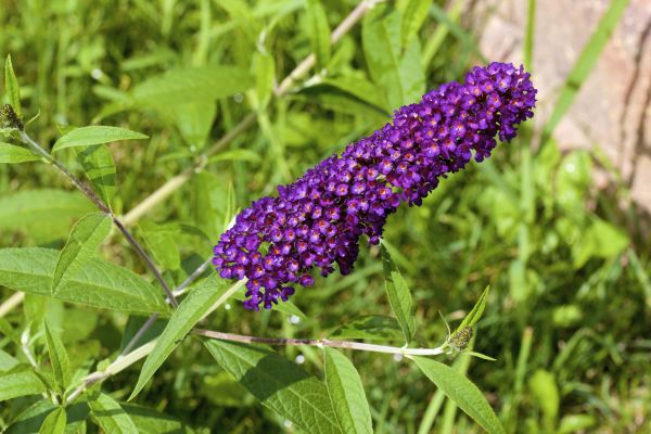 Butterfly Bush Pruning in Niles