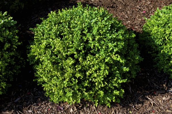 Boxwood Removal in Niles