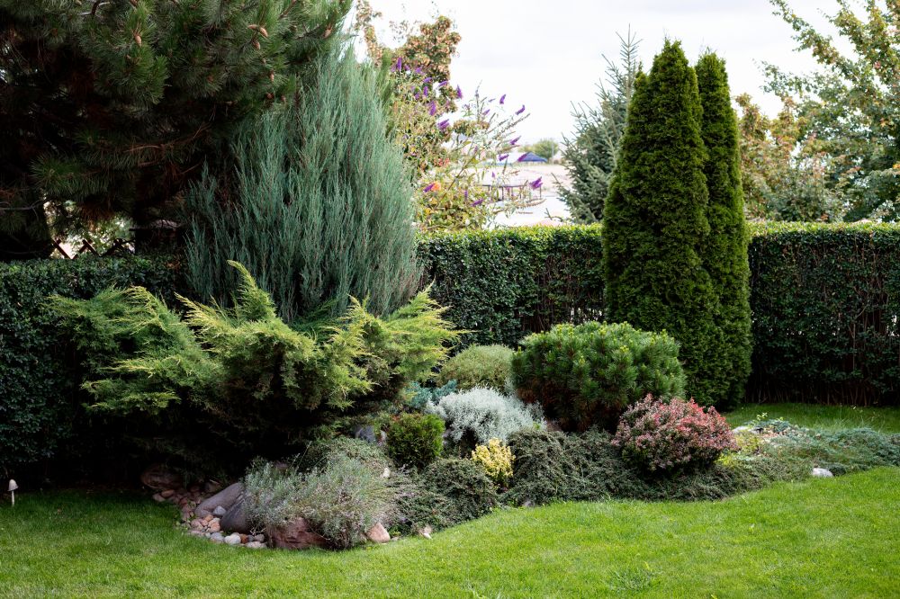 Shrub Root Pruning