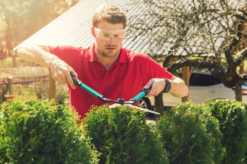 Bush Sculpting