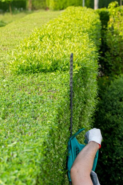 Hedge Trimming in Niles