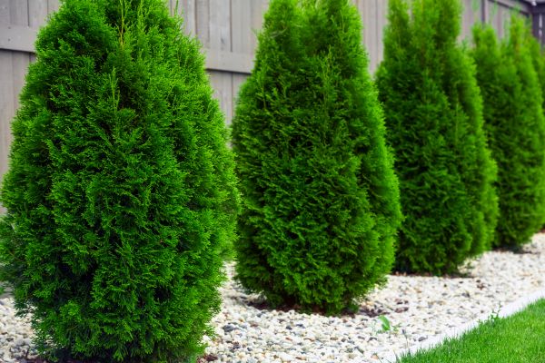 Arborvitae Trimming