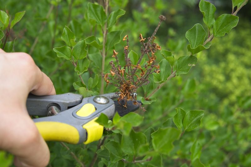 Lilac Pruning Service