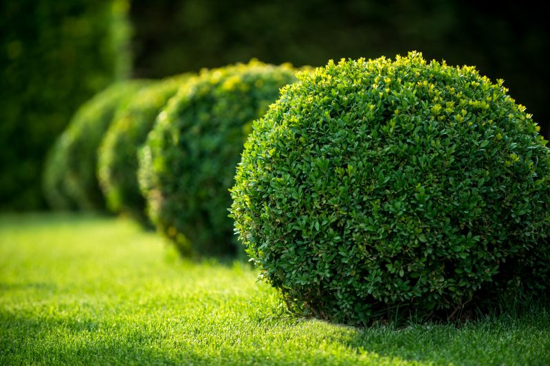 Pruned Shrubs in Spring